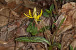 Dogtooth violet